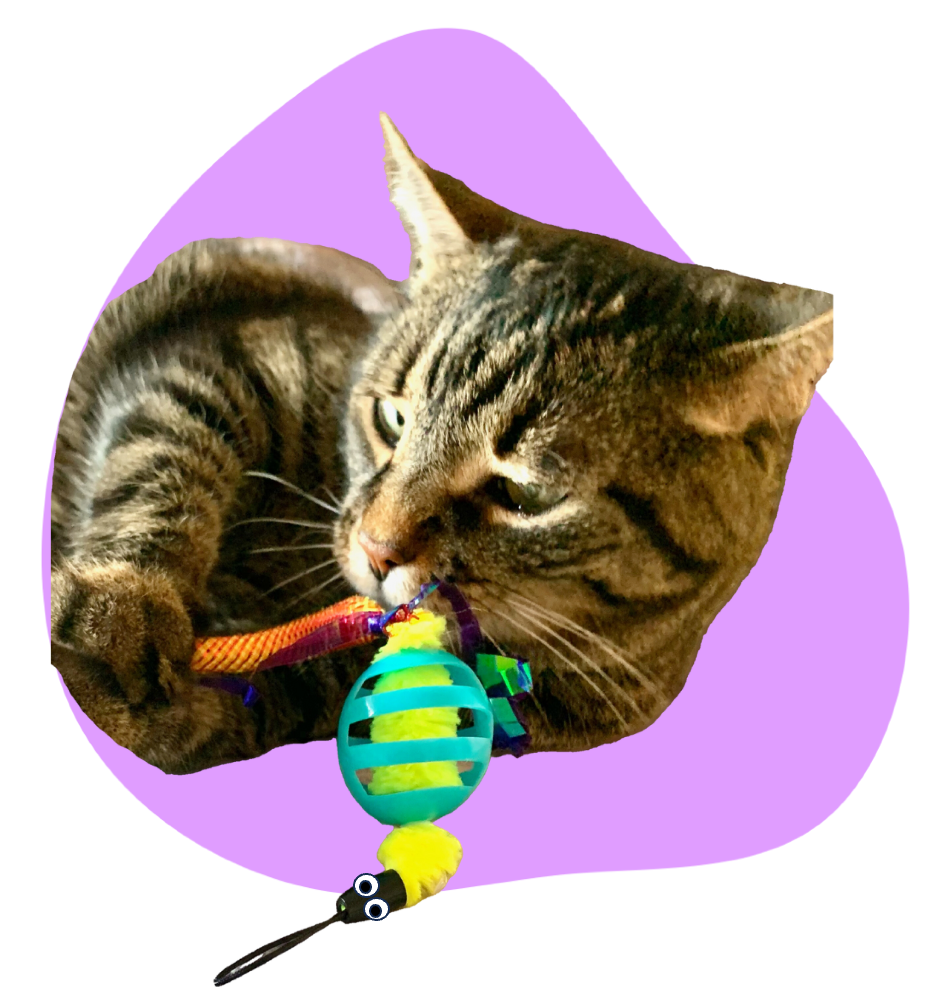 Oral Care Floss & Treat Toothbrush Toys for Cats - 6 Pack product detail 2