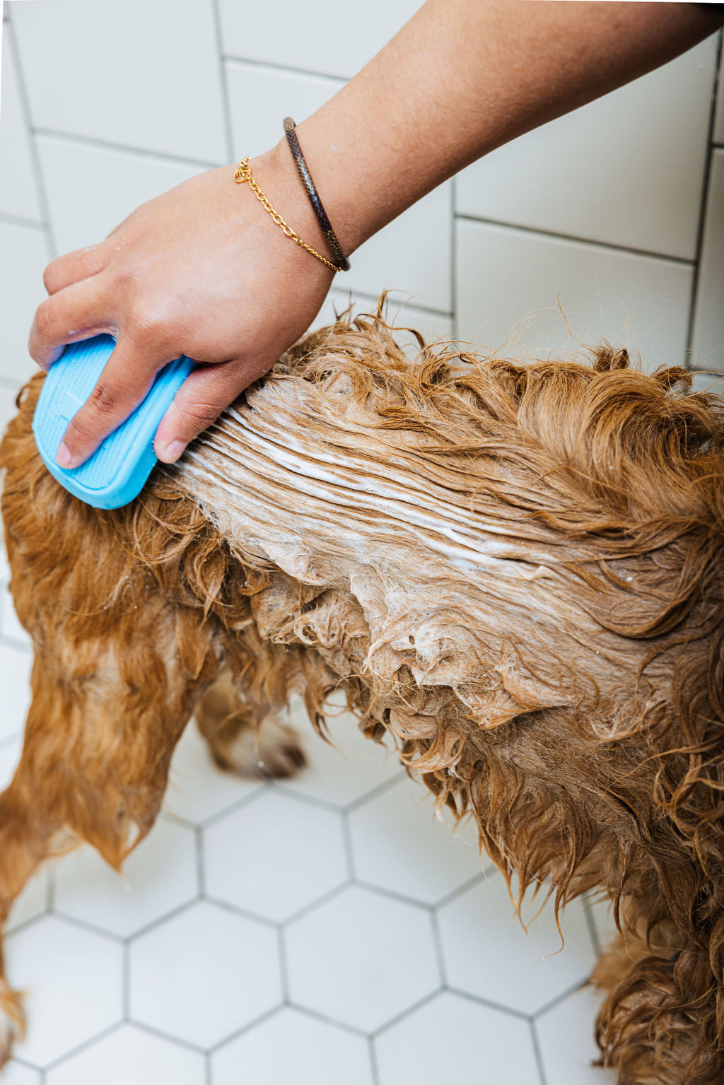 Person grooming a dog with a blue brush on a tiled floor
