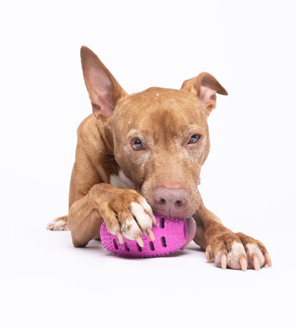 Natural Rubber Football Oral Care Toy for Dogs - 20–50 lb product detail 5