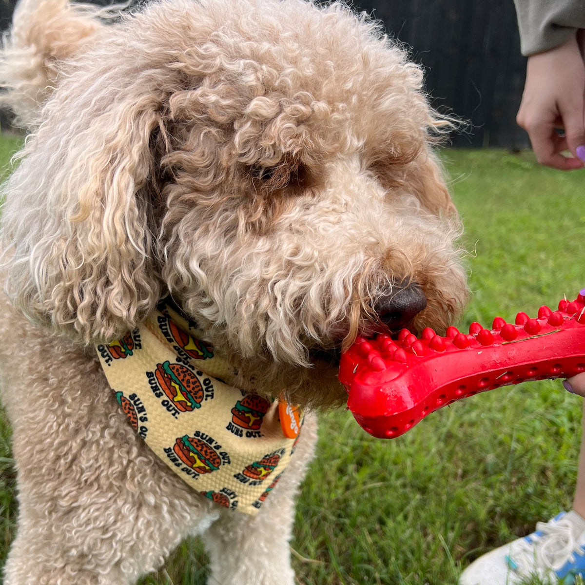 Alpha Pak Arlo's Favorite Rubber Bone - alternate lifestyle view