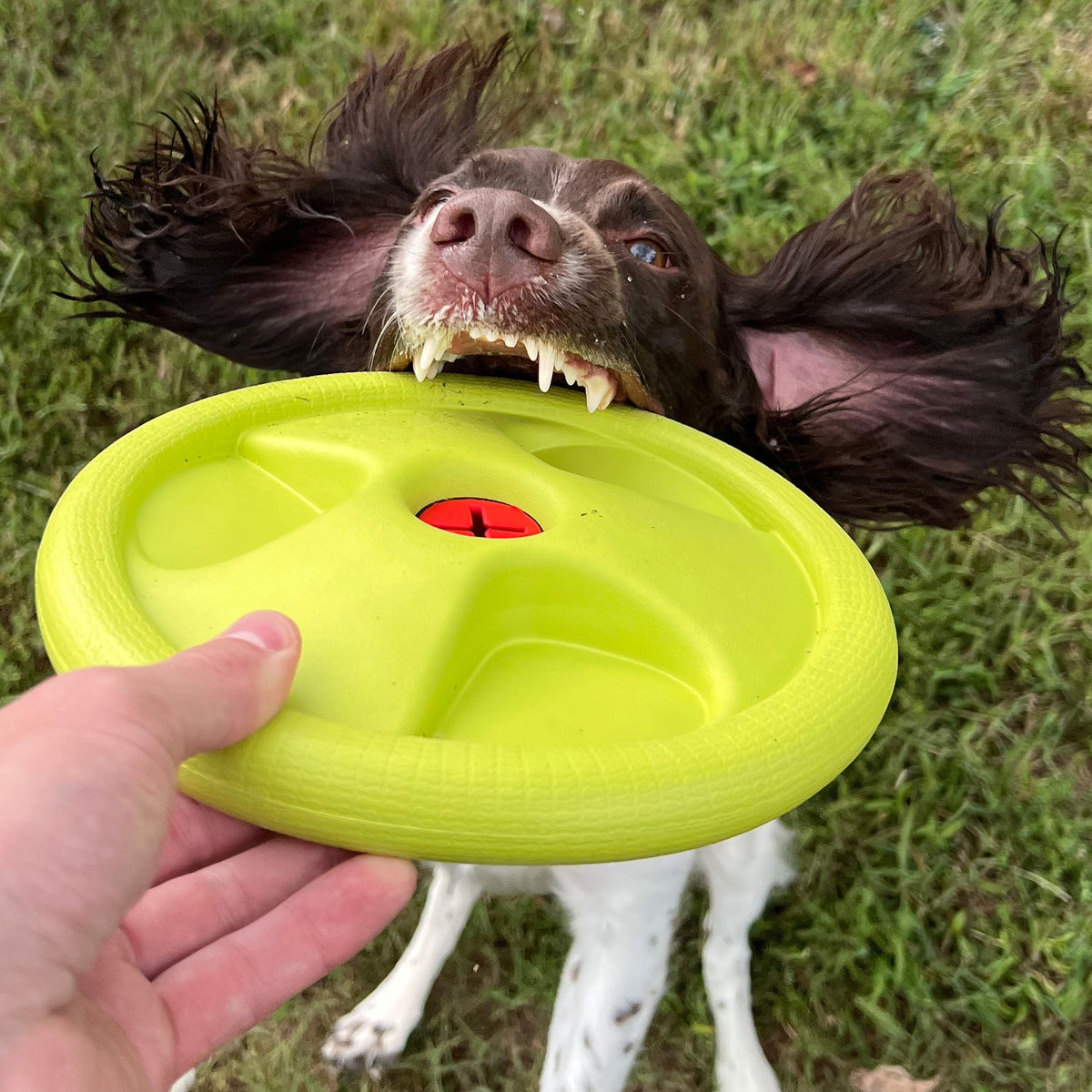 Alpha Pak Harley Flyer Frisbee - additional lifestyle view
