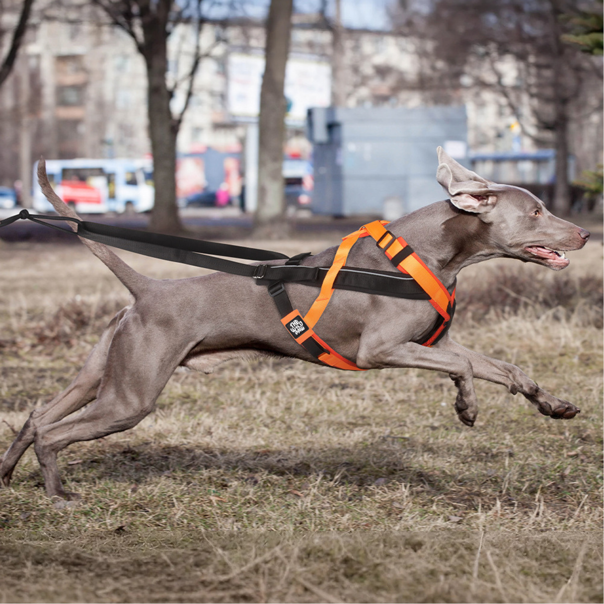 Perro con el arnés de tracción frontal TrailControl