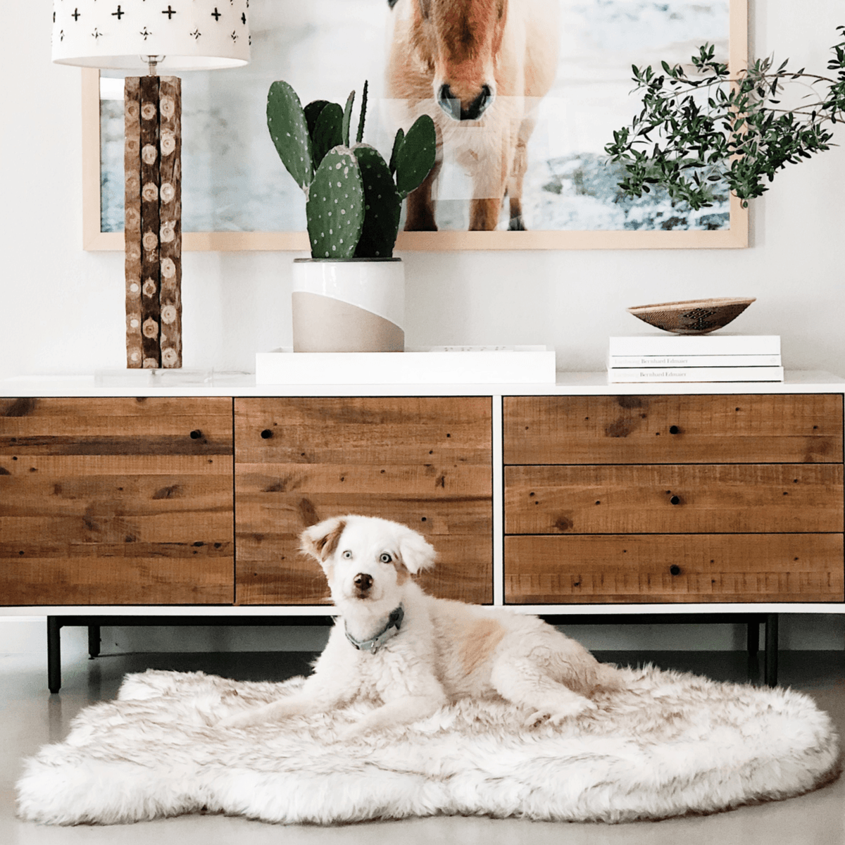 Small white dog sitting on a curved white PupRug in a modern room.