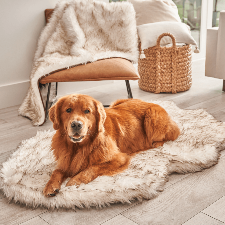 Golden retriever lying on a curved white faux fur PupRug in a living room.