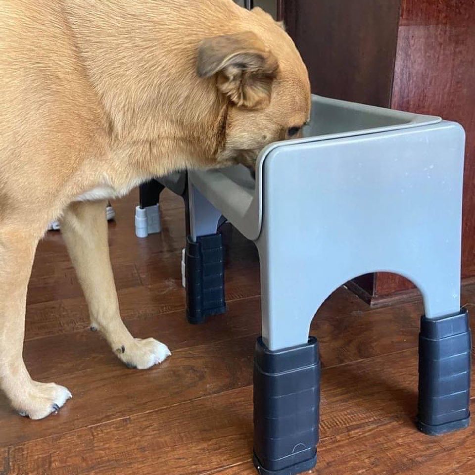 Dog eating from a blue Fluff Trough raised with black stackable lifts.
