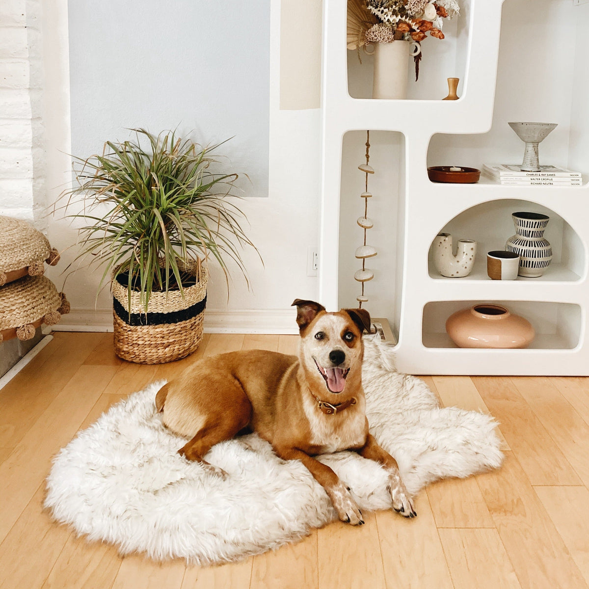 Tan dog lying on a curved white PupRug beside a modern pet shelf.