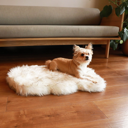 Small terrier sitting on a curved white faux fur PupRug in a living room.