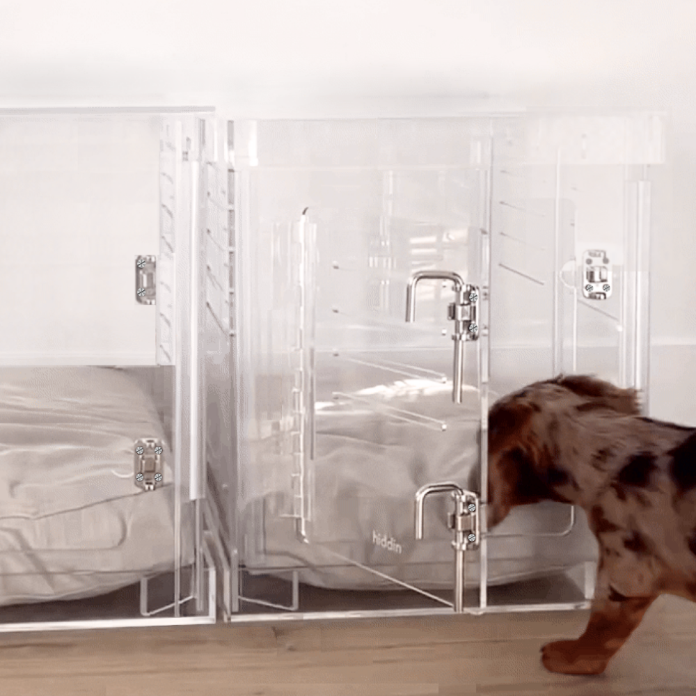 Two small dogs with Hiddin Small Clear Pet Crate
