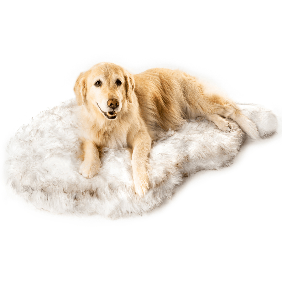 Golden retriever lying on the curved white PupRug against a white background.