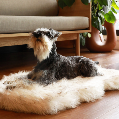 Schnauzer resting on a curved white PupRug beside a sofa.