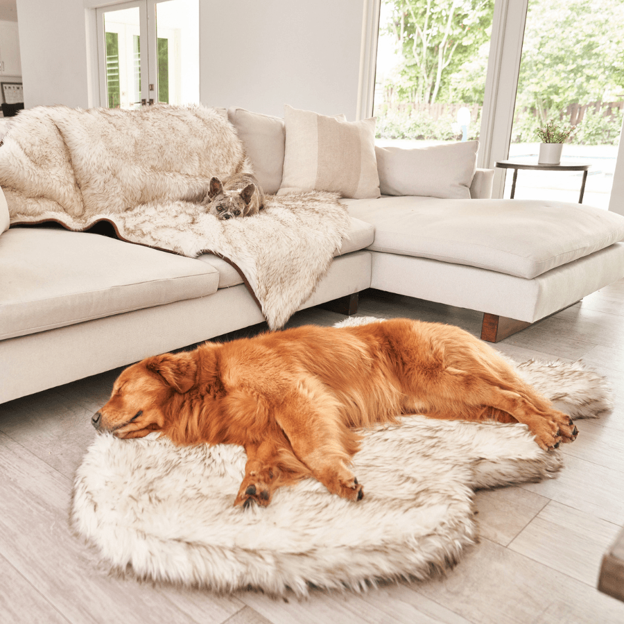 Golden retriever sleeping on a curved white PupRug in front of a sectional sofa.