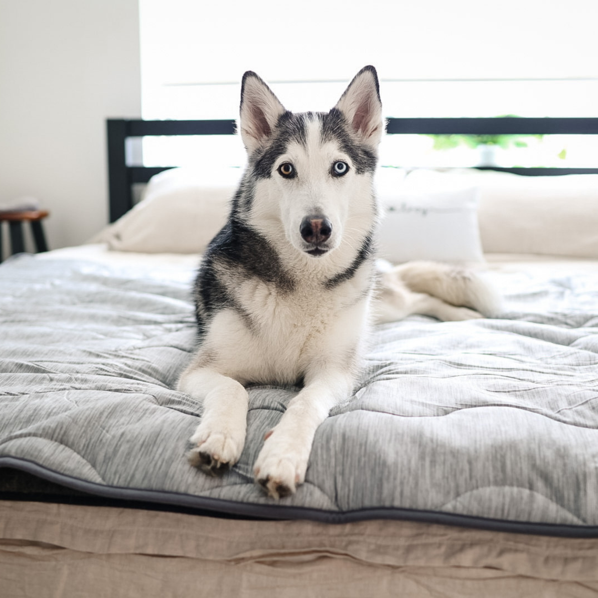 PupChill™ manta refrescante impermeable - Arctic Grey
