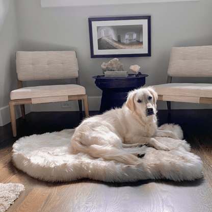White dog resting on a curved white PupRug faux fur orthopedic bed between two chairs.