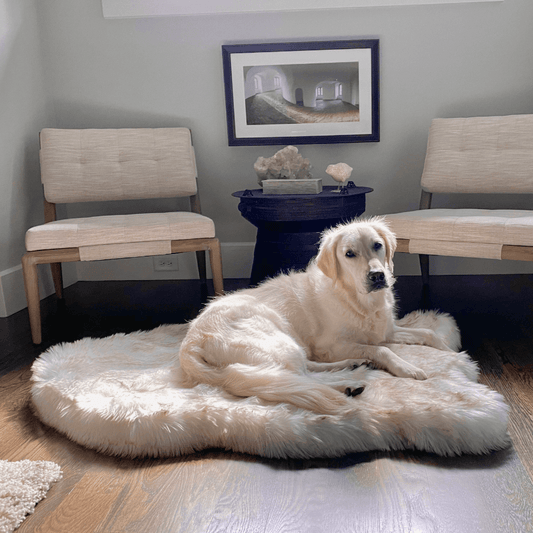 White dog resting on a curved white PupRug faux fur orthopedic bed between two chairs.