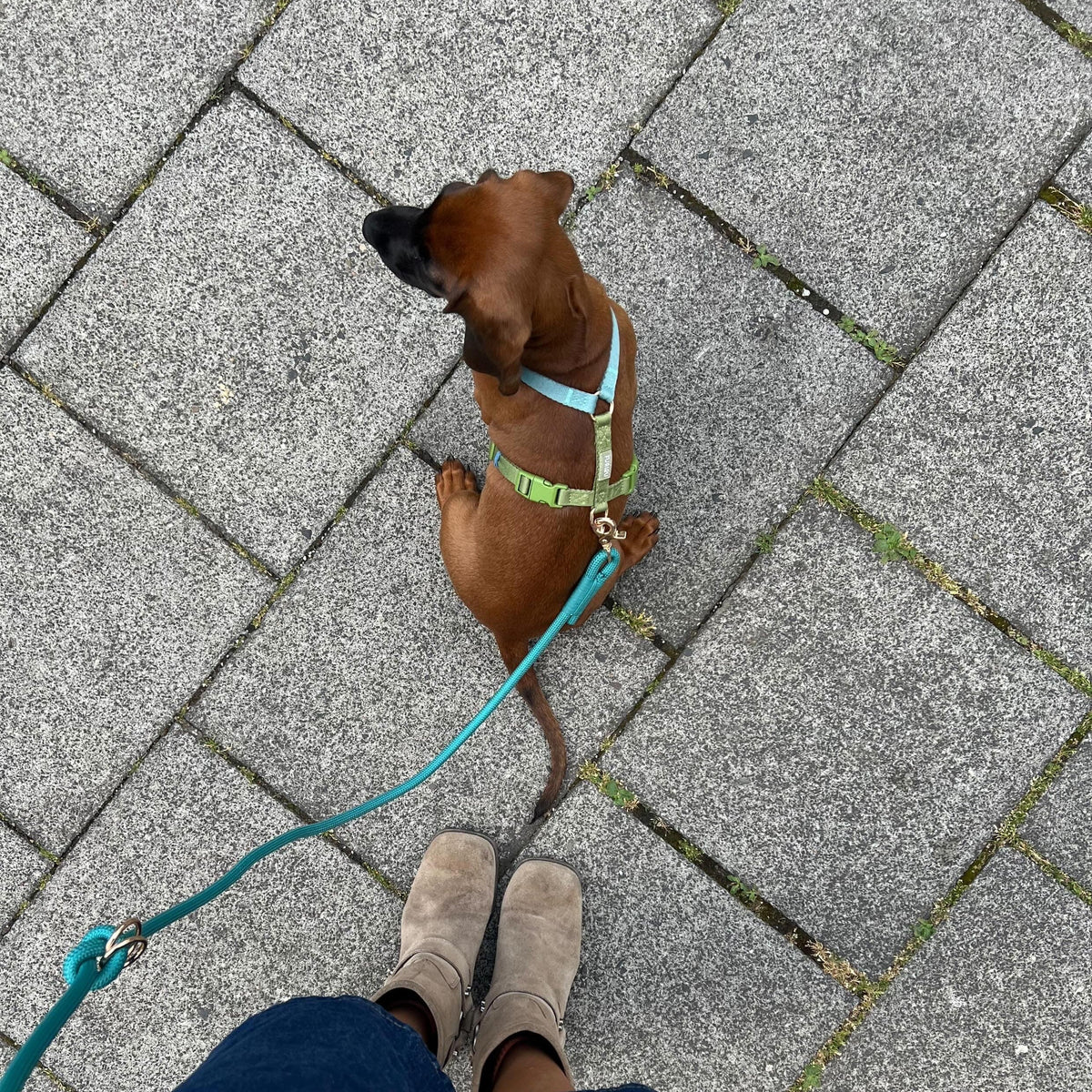 Dog wearing the FURLOU Dog Harness - Blue & Green