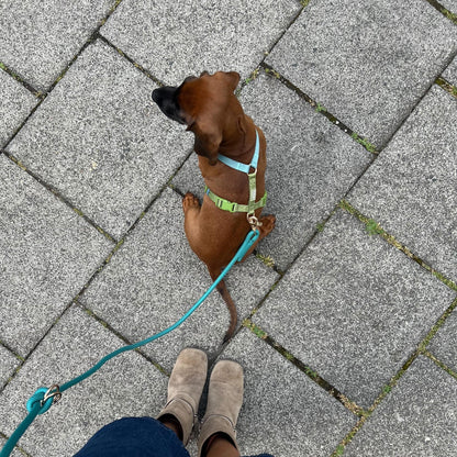 Dog wearing the FURLOU Dog Harness - Blue & Green