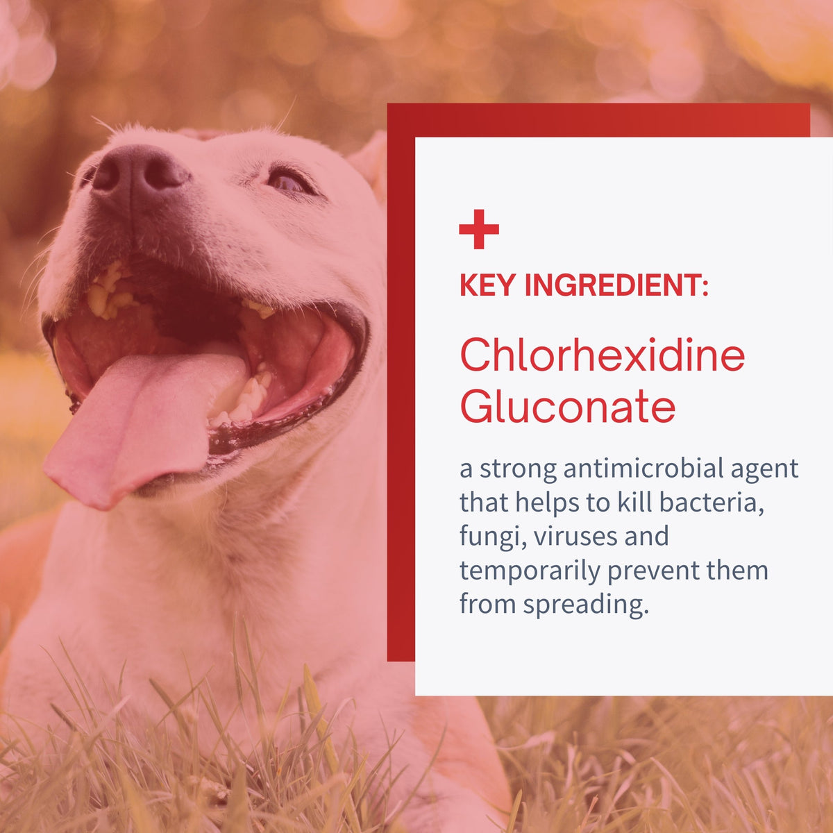 Chlorhexidine Wound First Aid Flush for Dogs & Cats - 4 oz by SensoVet - product detail image 4