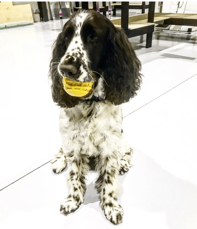 Industrial Rubber Dog Ball for Heavy Chewers