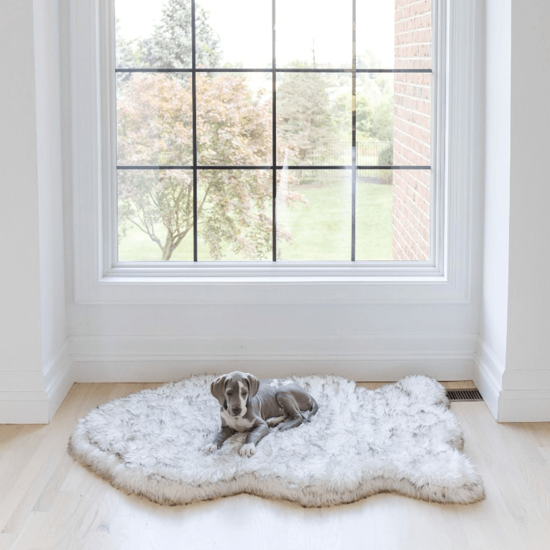 Small gray dog lying on a curved white PupRug beneath a large window.
