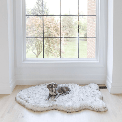 Small gray dog lying on a curved white PupRug beneath a large window.