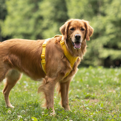 Dog wearing the yellow FURLOU Velvet Dog Harness