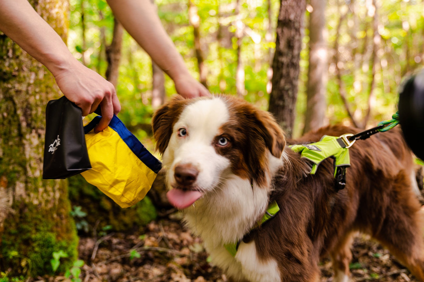 Alpha Pak Gallatin collapsible dog bowl in use