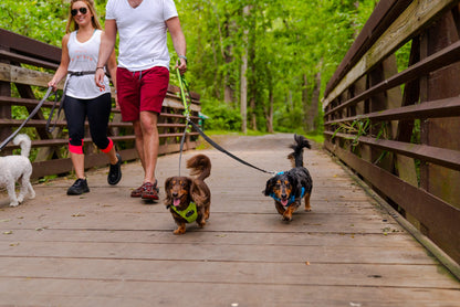 Teton acoplador elástico de correa para perros – Dark Gray