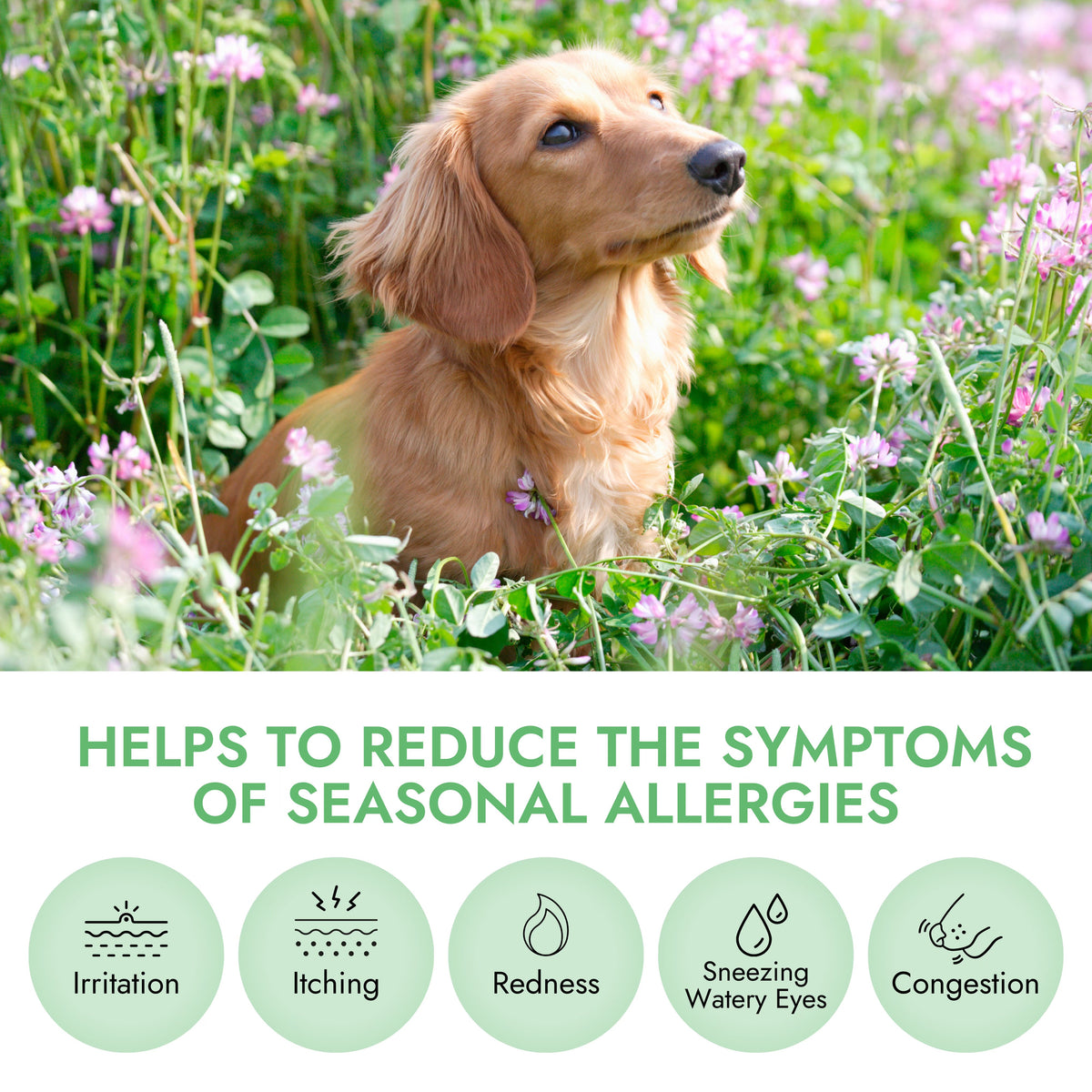 Pet Vet Products® Allergy Support Soft Chews for Dogs - 60 Count product feature image 4 of 6