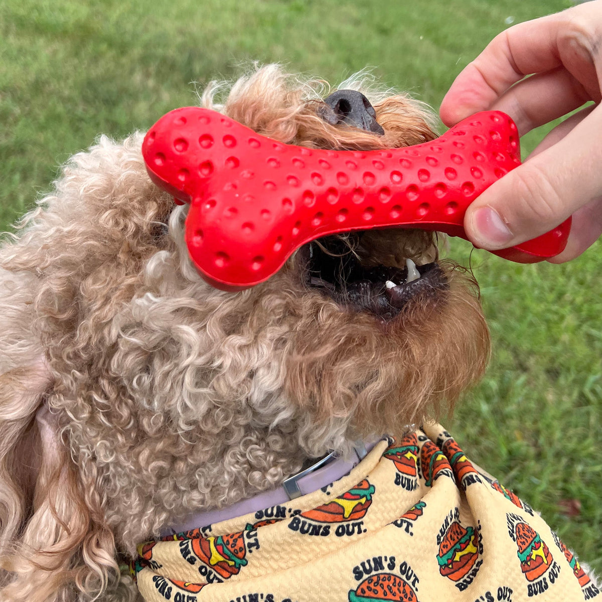 Alpha Pak Arlo's Favorite Rubber Bone - lifestyle view