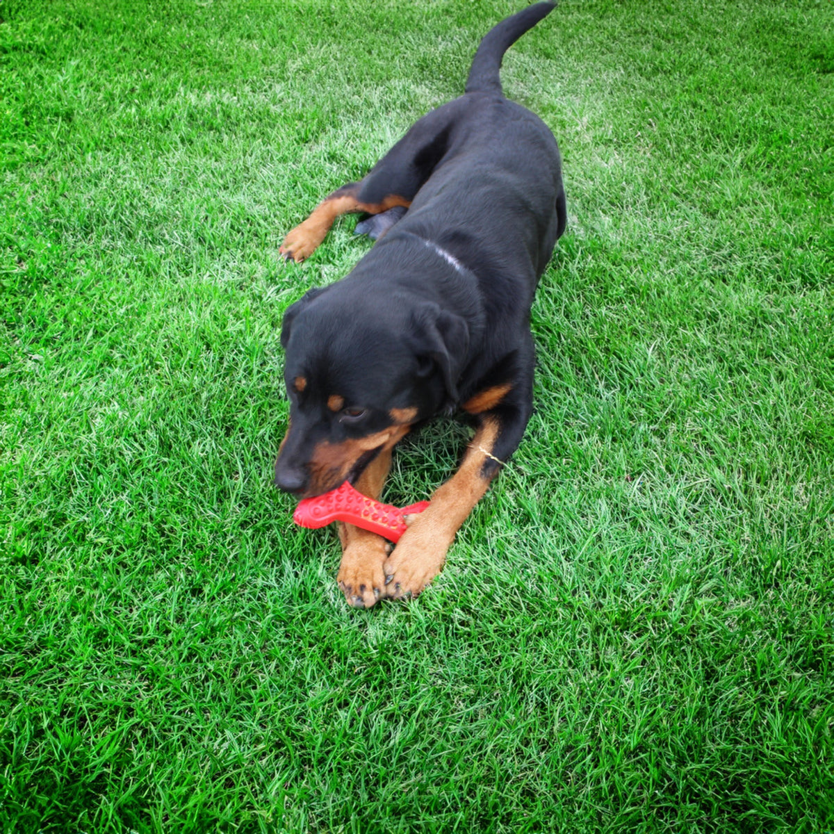 Alpha Pak Arlo's Favorite Rubber Bone - alternate product detail