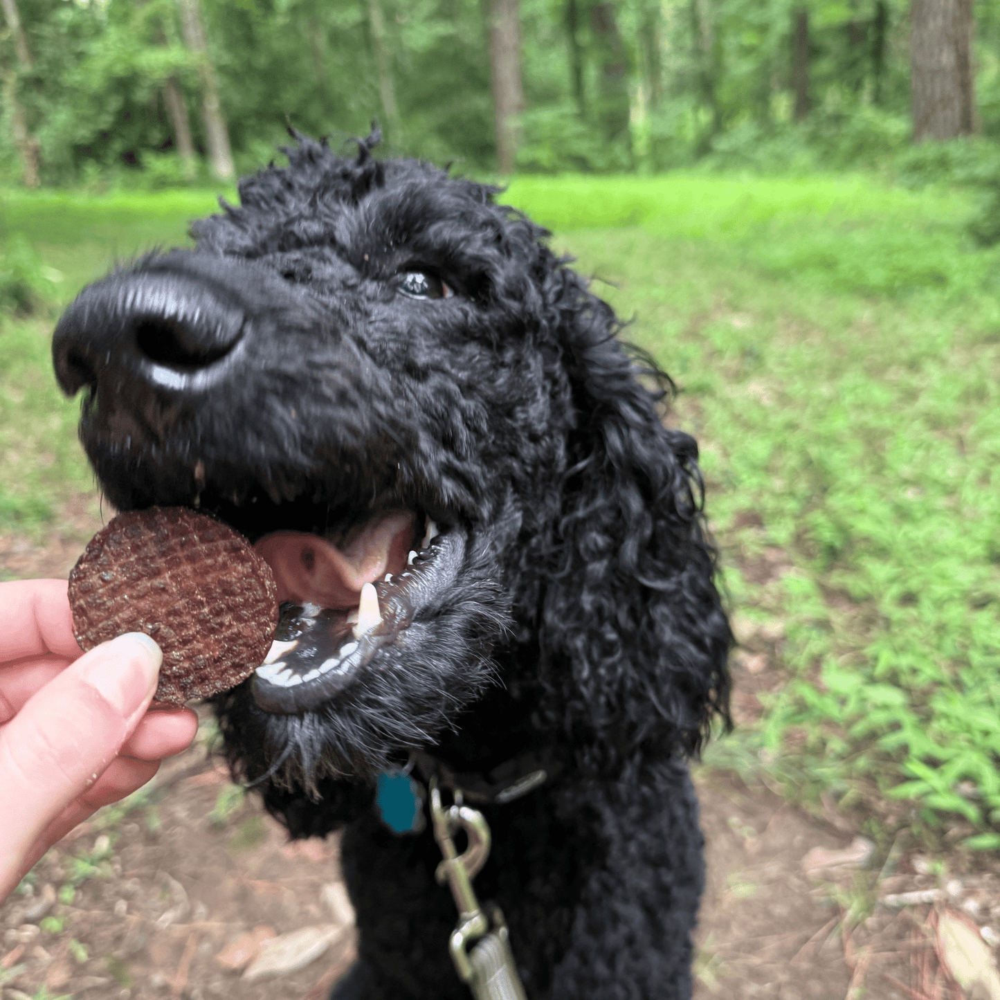 Black dog with a treat in its mouth outdoors