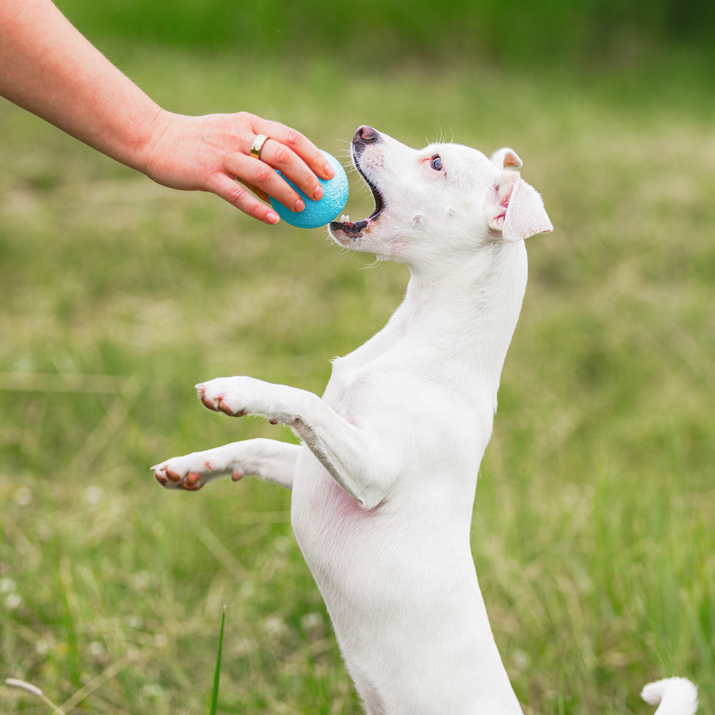 Additional view of the West Paw Boundr dog toy