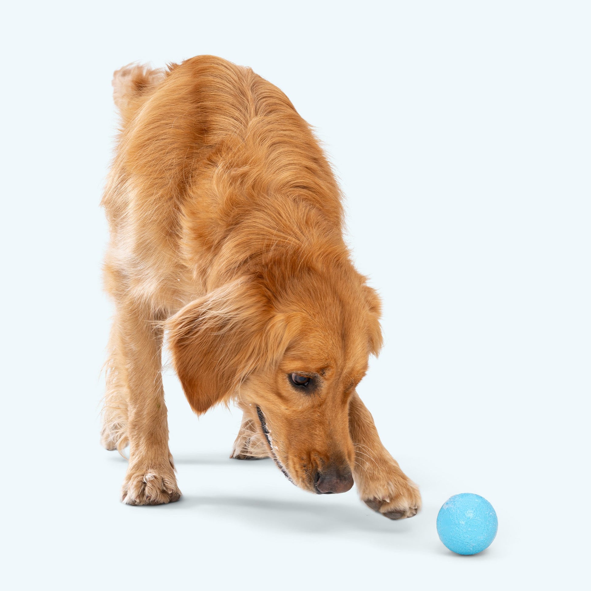 Additional view of the West Paw Boundr dog toy