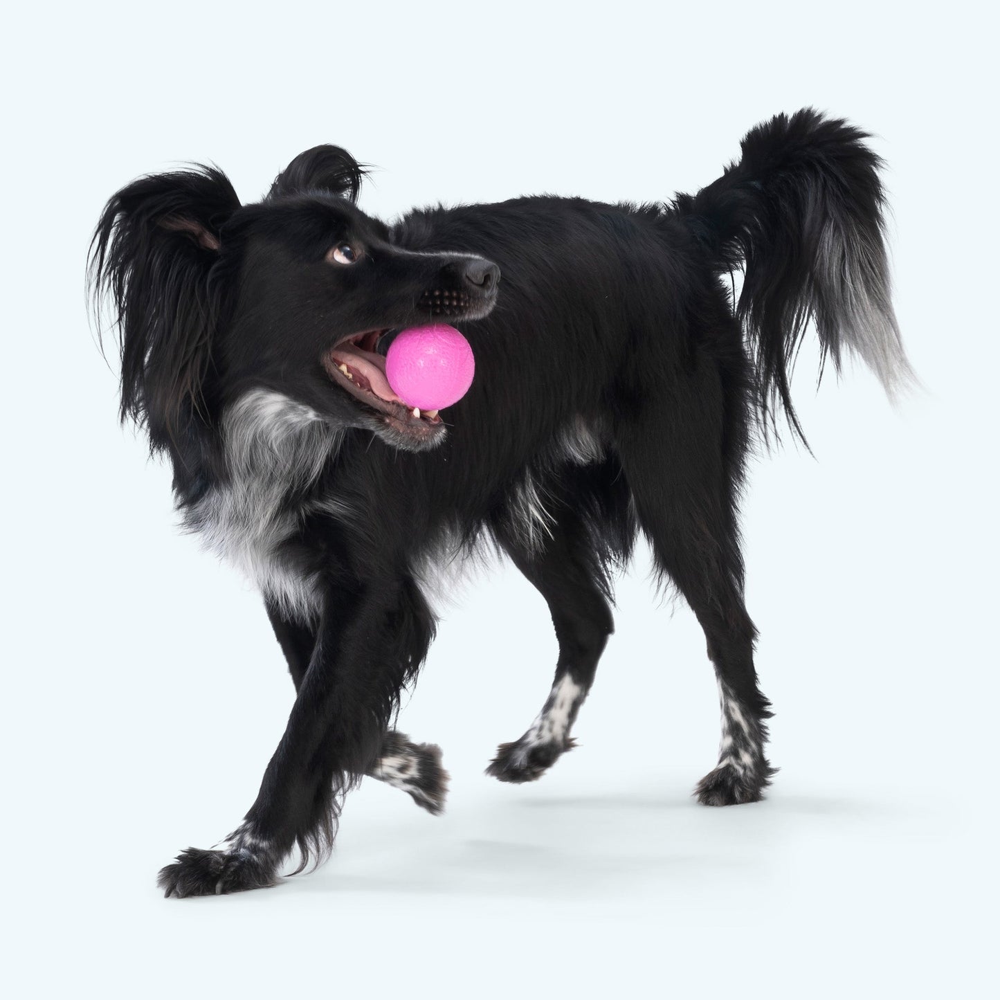 Additional view of the West Paw Boundr dog toy