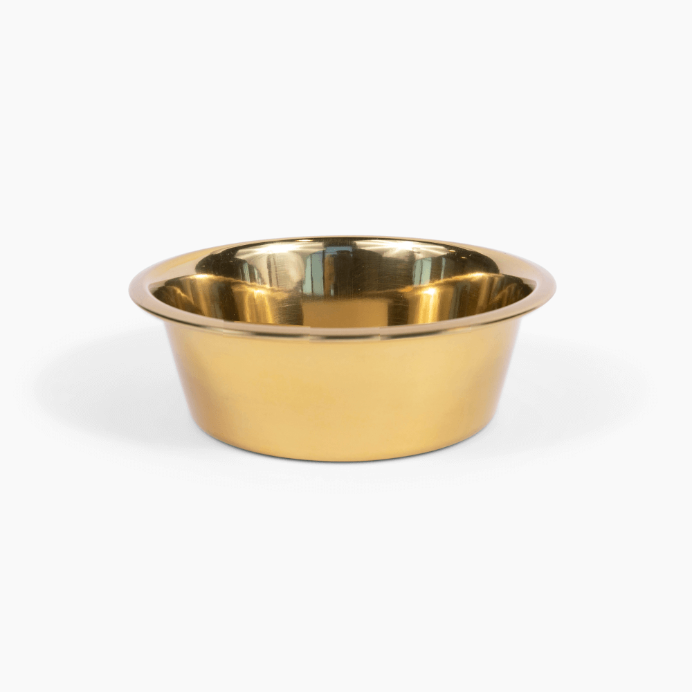 Gold pet bowl on white