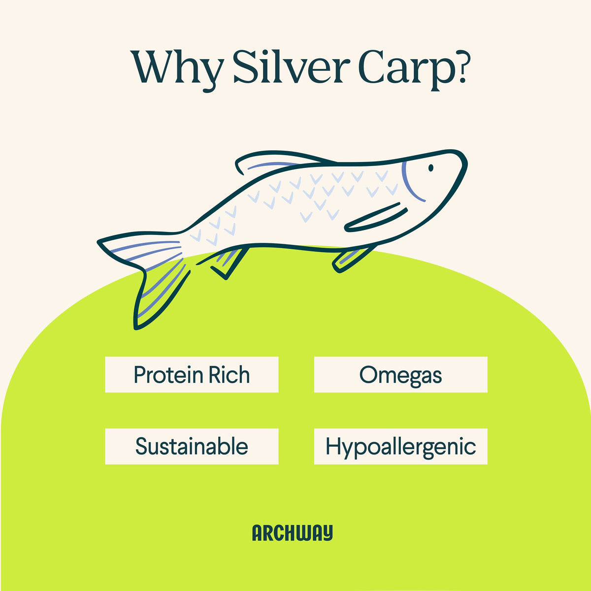 Sustainable Silver Carp Fish Maws