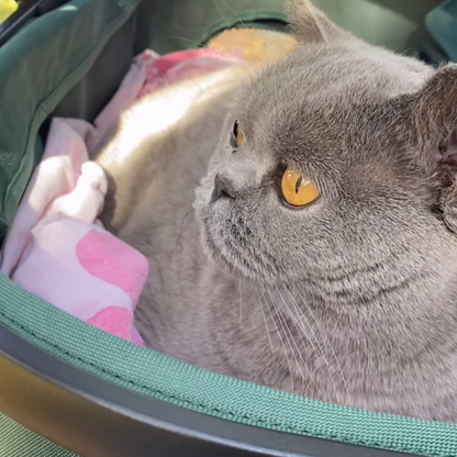 Gray cat reclining inside a Furvelo Jogger pet stroller