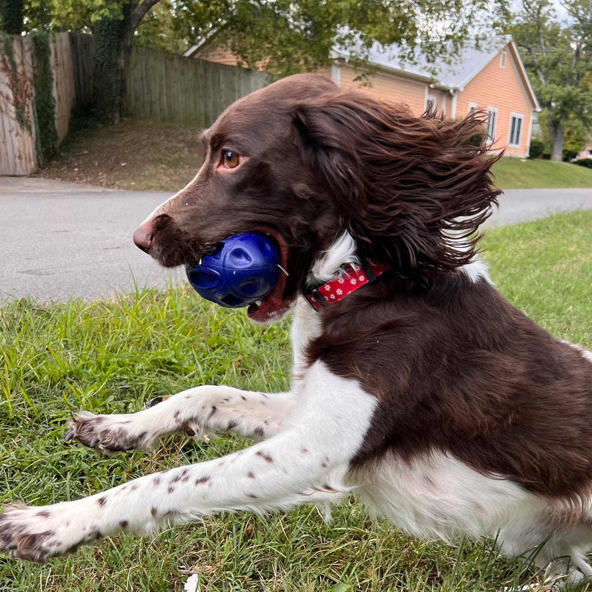 Alpha Pak Chewie Squeak Rubber Football - alternate lifestyle view