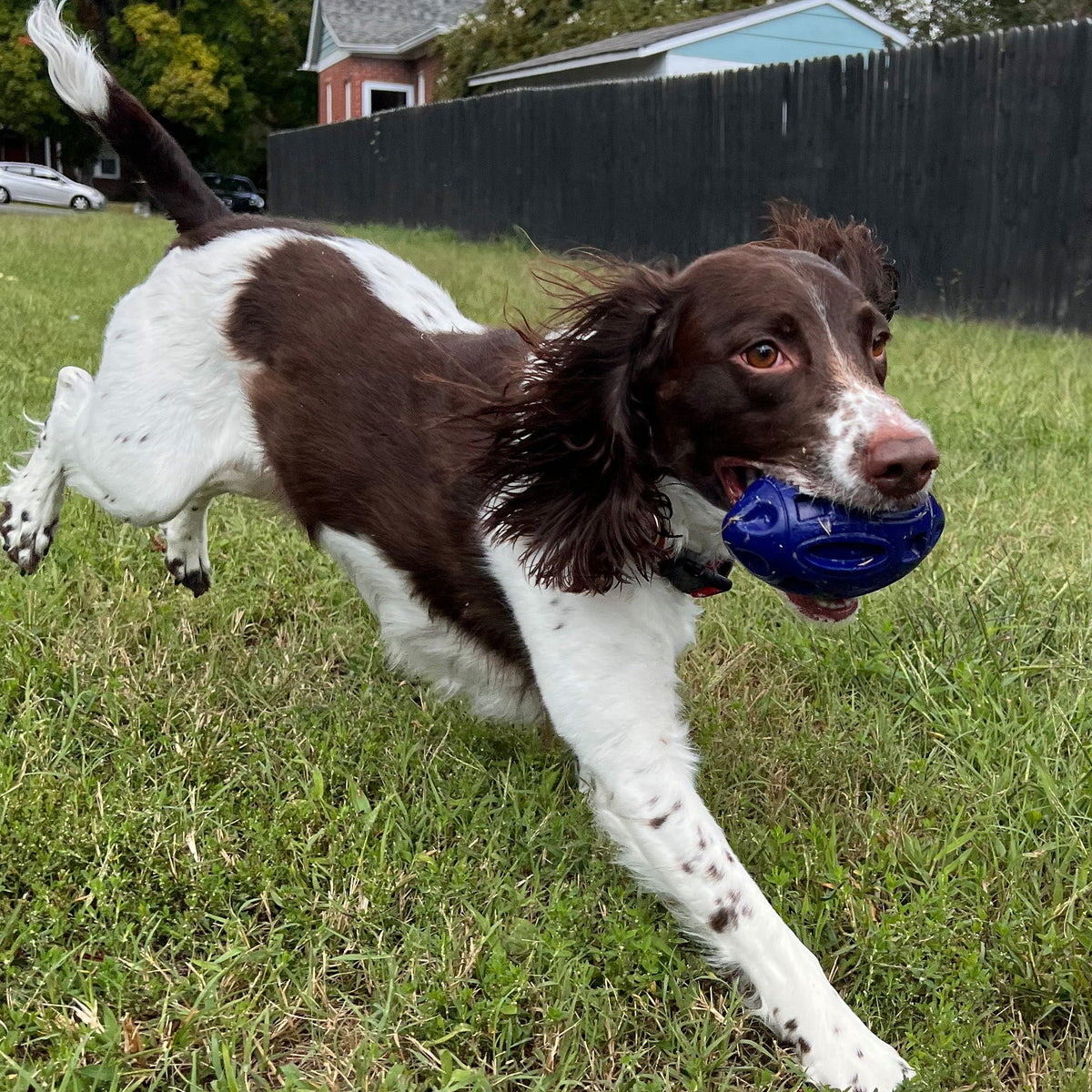 Alpha Pak Chewie Squeak Rubber Football - additional lifestyle view