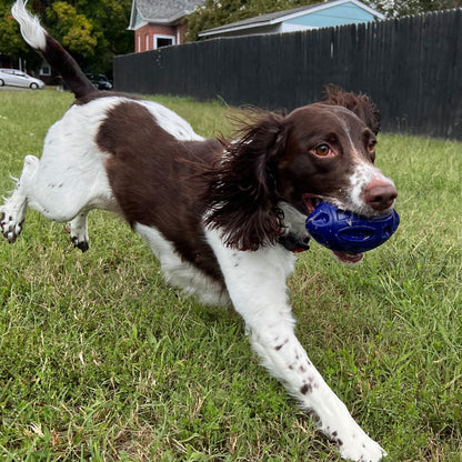 Alpha Pak Chewie Squeak Rubber Football - additional lifestyle view