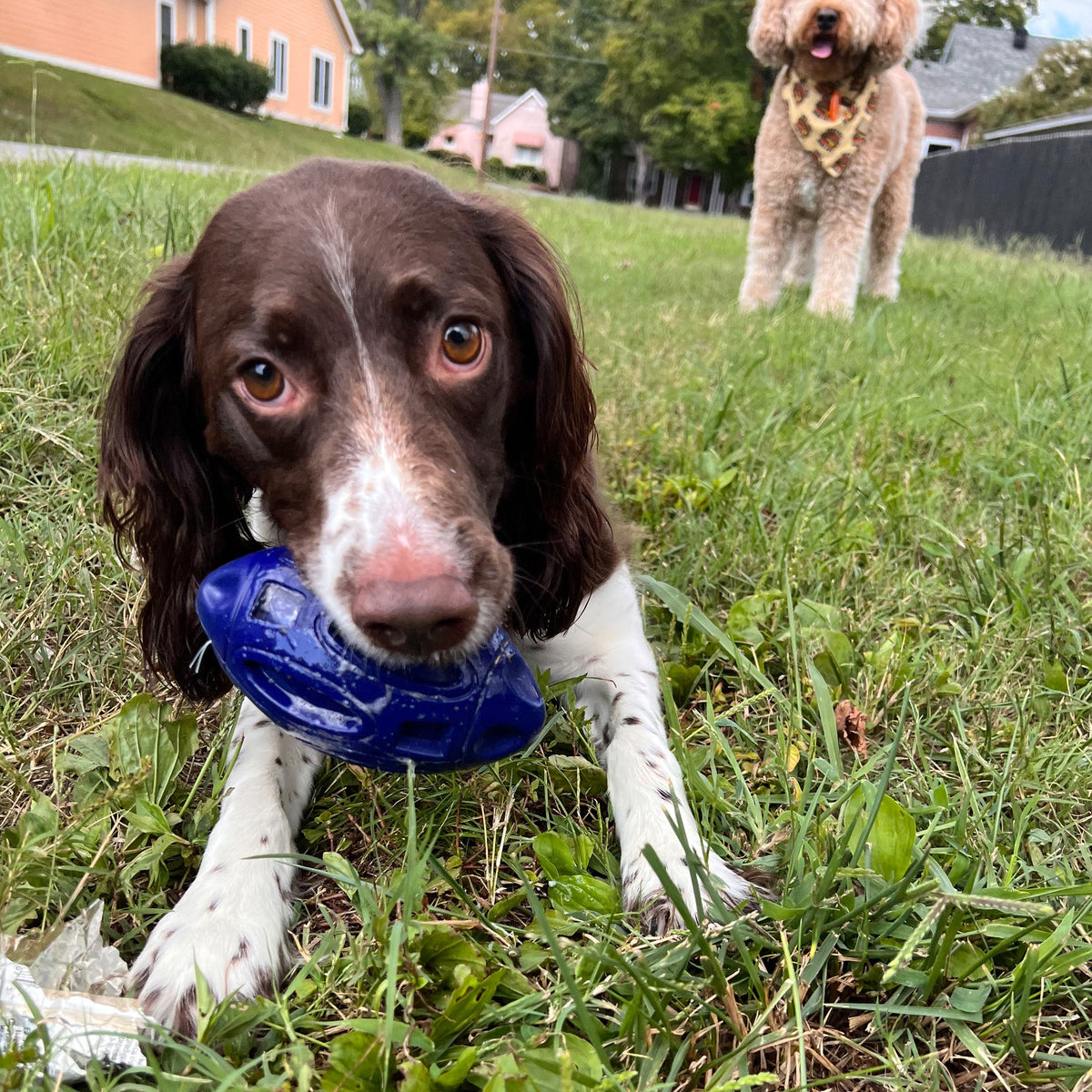 Alpha Pak Chewie Squeak Rubber Football - additional lifestyle product view