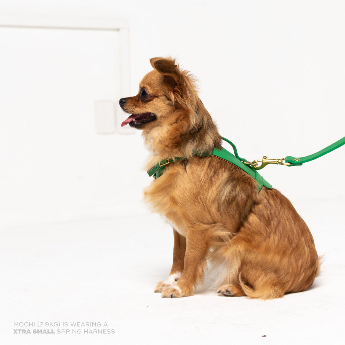 Chihuahua wearing an extra-small Spring Heritage Harness