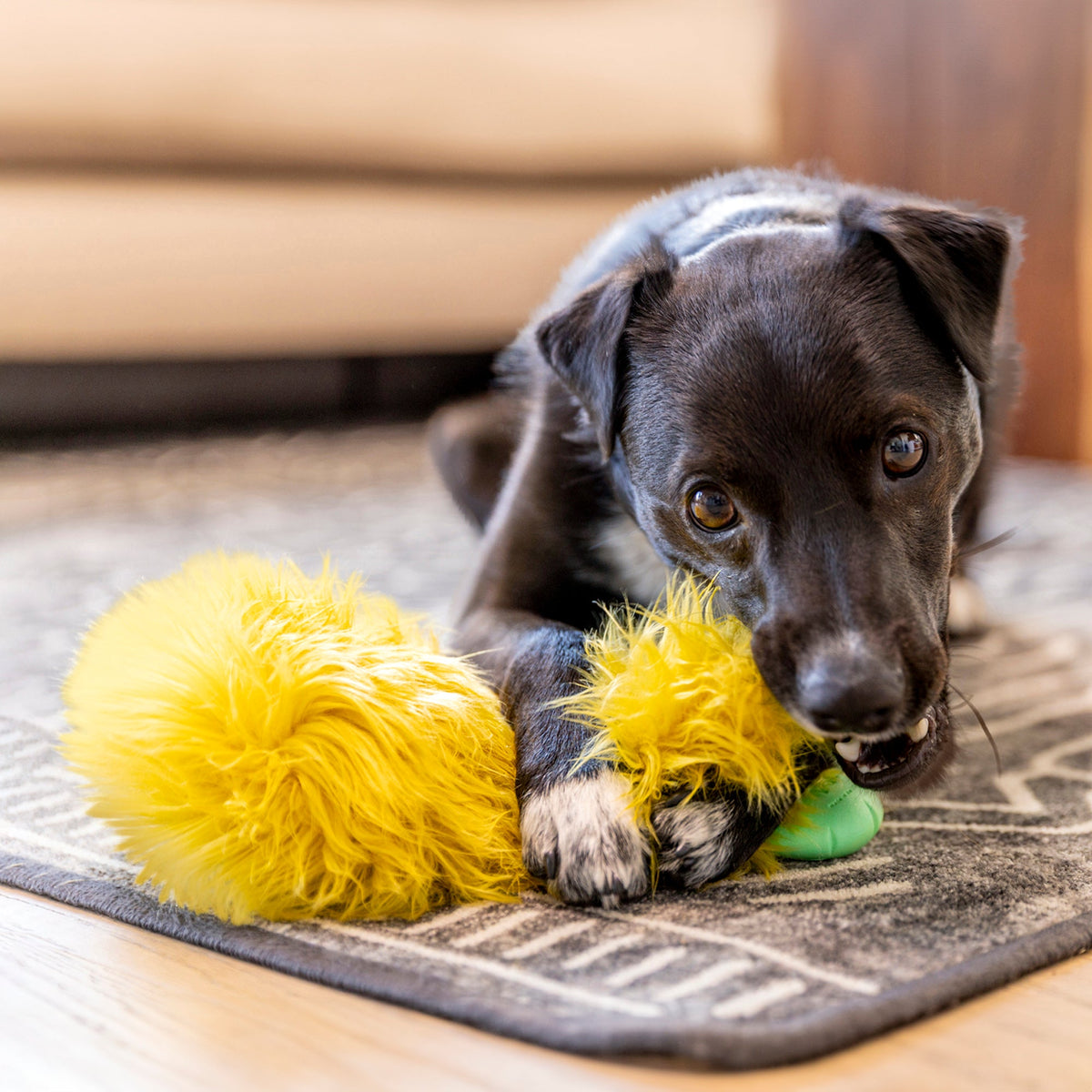 Lifestyle view of Astrid Rowdies plush dog toy in use in citrus