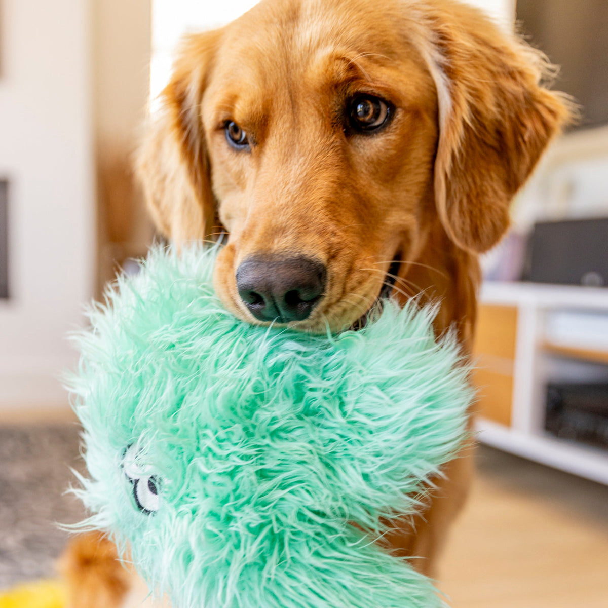 Lifestyle view of Helga Rowdies plush dog toy in use in seafoam