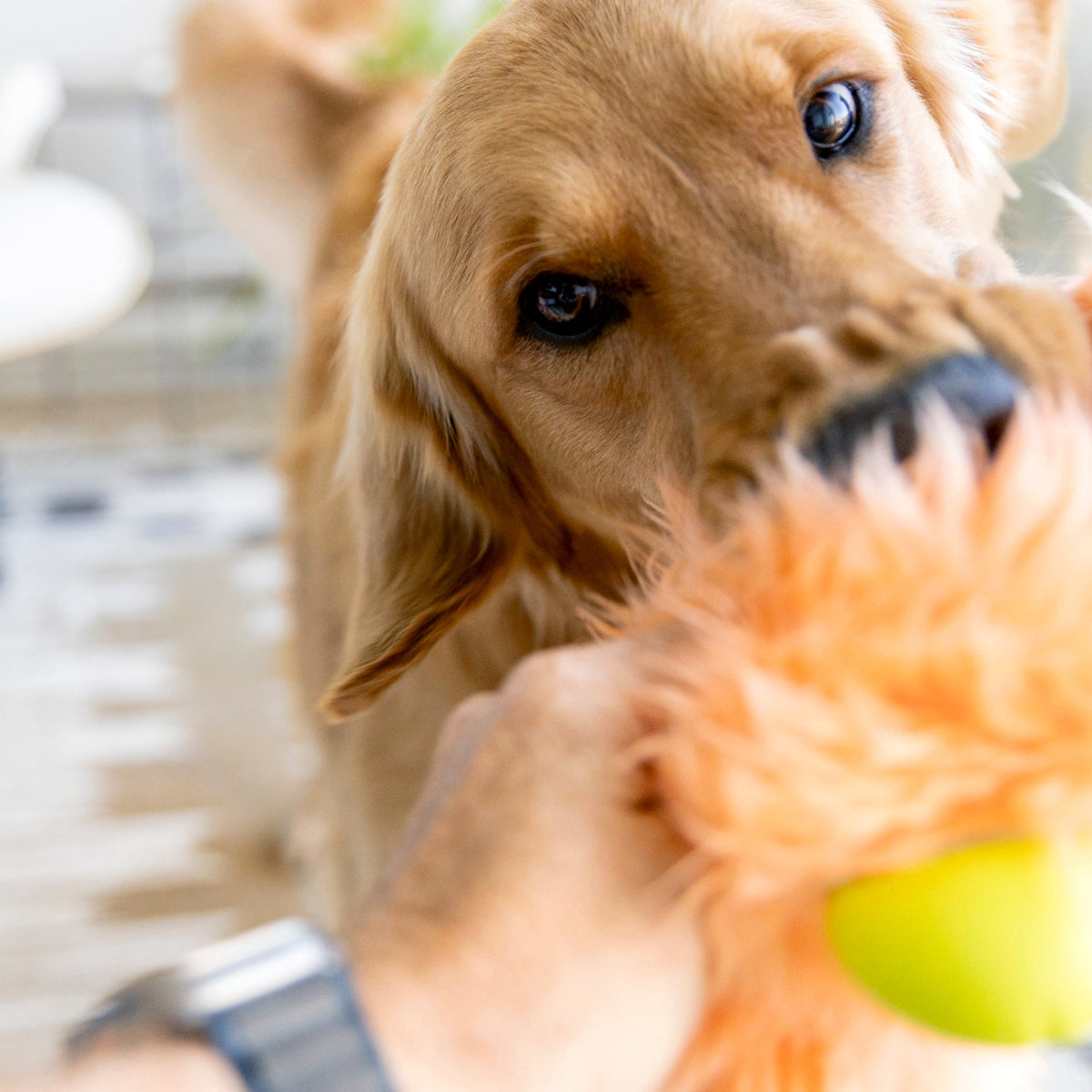 Vista adicional de el juguete de peluche Rowdies Olaf para perros en color Cítrico — vista 2
