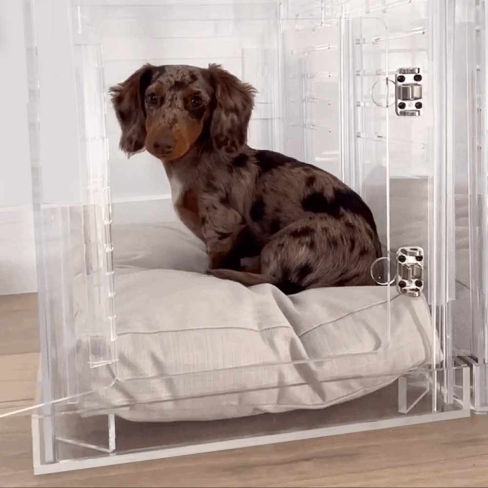 Small dog beside Hiddin Small Clear Pet Crate