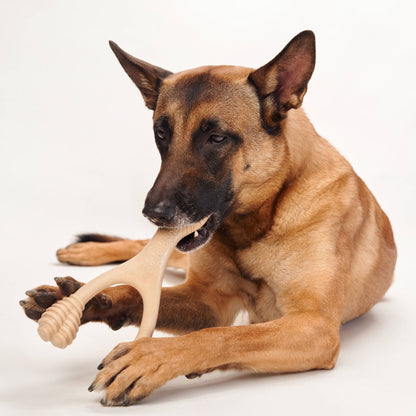 Dog chewing on a bone-shaped toy on a white background