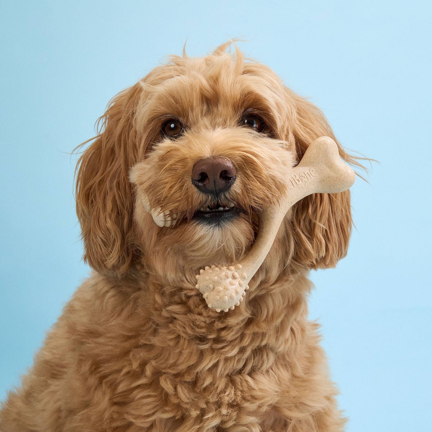 Dog holding a bone-shaped toy against a light blue background