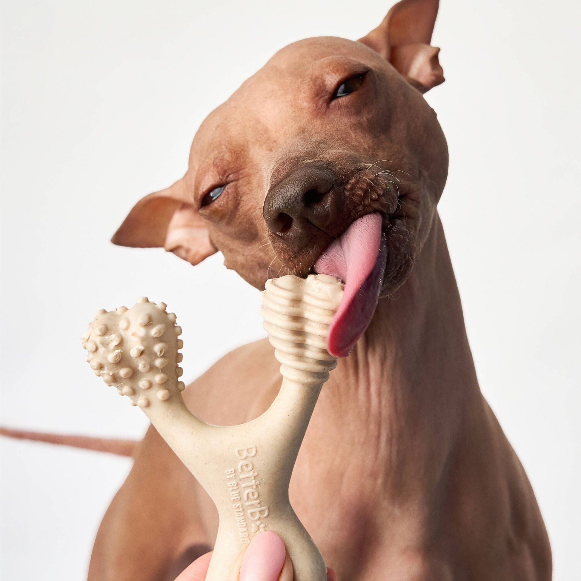 Dog playing with a chew toy on a plain background