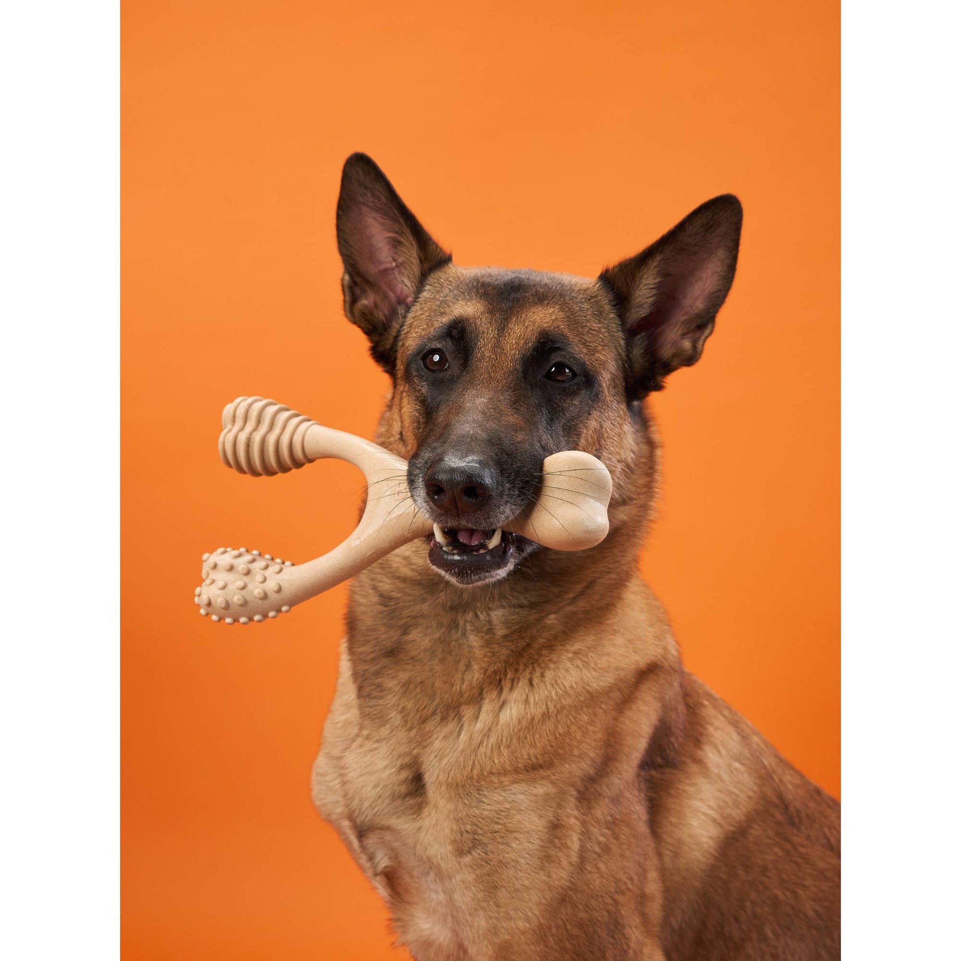 Dog holding a bone-shaped toy against an orange background